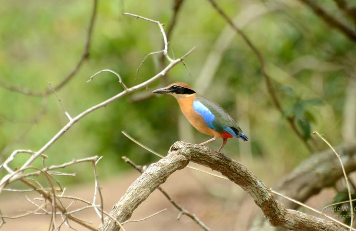 Mangrove Pitta Birds