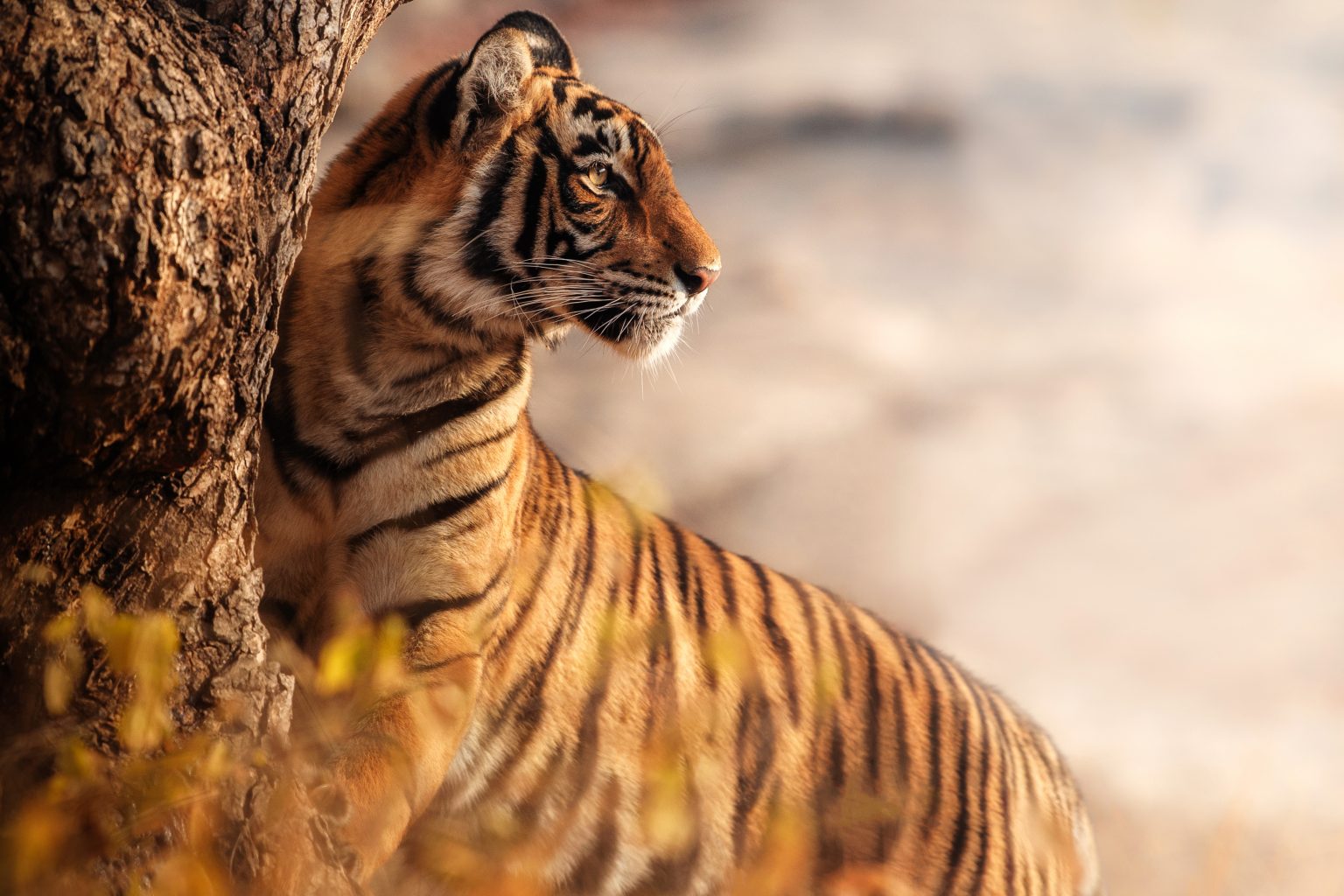 Tiger reserves in India