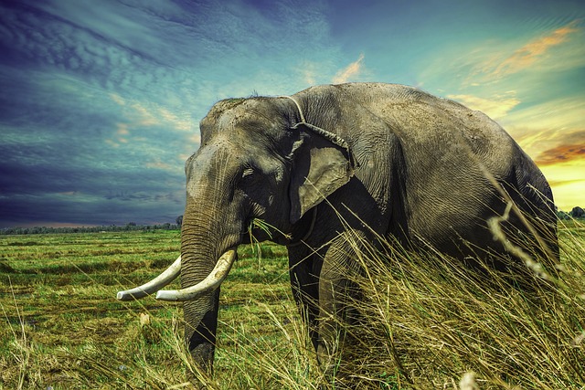 Elephant Conflict with human
