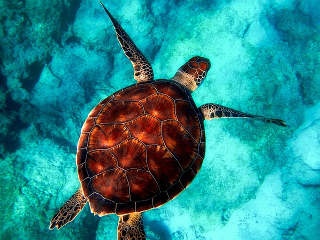 Olive Ridley sea turtles